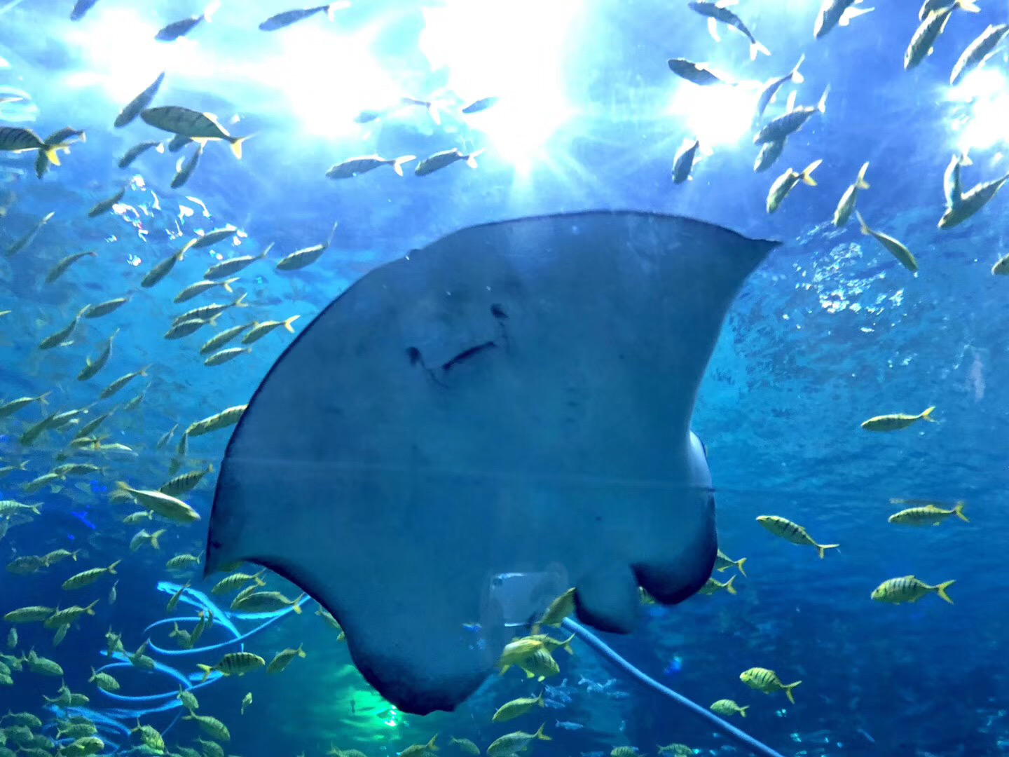 海昌海洋公園一日游